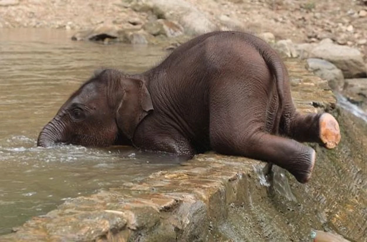 A baby elephant lying on its belly on a stone ledge, trunk in the water