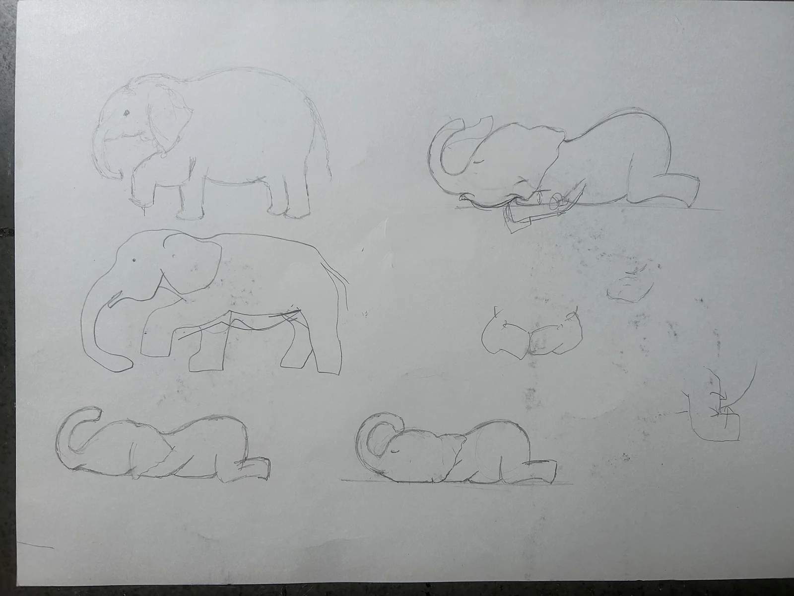 Pencil sketches of elephants lying down
